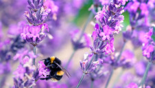 Bee-killing pesticides called neonicotinoids were approved for UK use earlier this month, despite non-regression commitments on environmental standards